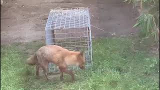 How to trap foxes by Service Pest Control [upl. by Nywroc]