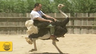 Ostrich Riding [upl. by Anjali30]