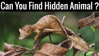 Nobody Can Find All The Hidden Animals  Optical Illusions  Brain Teasers [upl. by Tteltrab432]