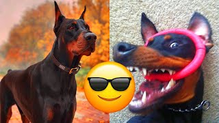 Doberman Pinscher — Majestic And Hilarious Videos And Tik Toks Compilation  Dobermann [upl. by Enovad]