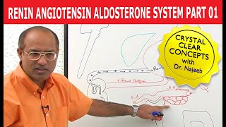 Renin Angiotensin Aldosterone System  RAAS Part 1👨‍⚕️ [upl. by Yeloc]