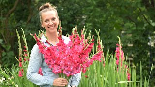 Gladiolus  How to Plant Grow Harvest and Store Gladiolus Corms Northlawn Flower Farm [upl. by Amelia]