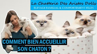 Arrivée dun chaton  Comment bien laccueillir  Arbre à chat griffoir gamelle ludique jeux [upl. by Zoller]