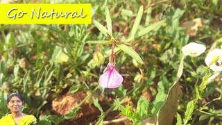 Orithal Thamarai in Tamil Health Benefits of Oridazh Thamarai Ionidium suffruticosum [upl. by Meensat]