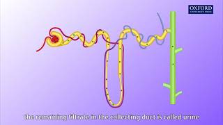 Animation E1 11 Ultrafiltration and reabsorption [upl. by Eleinad]