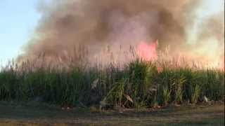 Burning Sugar Can at the Burdekin North Queensland [upl. by Dlorag]