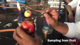 Microbiological Sampling from Spoiled Fruit [upl. by Whale926]