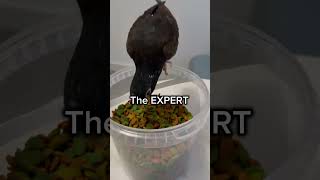 Best Parrot Food Tip You’ll Ever Hear petmemes pionus cockatiel [upl. by Embry]