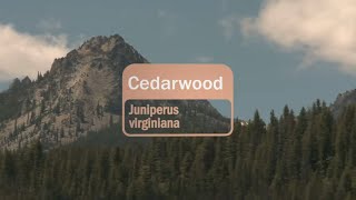 Cedarwood Essential Oil Uses and Benefits [upl. by Goldberg61]