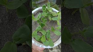 How to grow aparajita plant from seeds shorts gardening aparajitaplant homegarden [upl. by Cesaro]