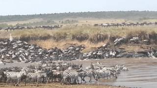 Great Serengeti Masai Mara Migration River Crossing [upl. by Heddi]