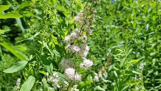 Meet Meadowsweet A Super Gorgeous Native Shrub [upl. by Suiraj]