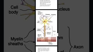 Msc 3rd semester Nerve conduction and nerve impulses [upl. by Ynafetse]