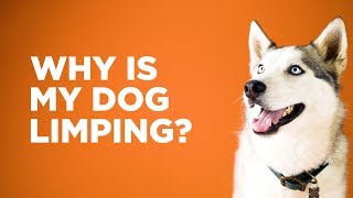 Why Is My Dog Limping [upl. by Sheff]