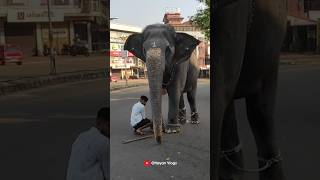 ഇക്കാ വാ പോവാം 🥰🥰 I Kaveri Elephant Malappuram aana kaveri elephant [upl. by Ardaid]