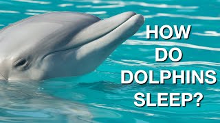 How Do Dolphins Sleep [upl. by Ihsoyim331]