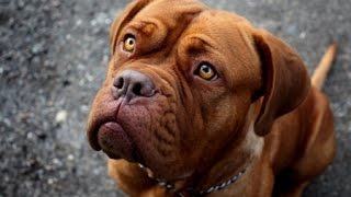 French Mastiff Training Obedience Dogue de Bordeaux [upl. by Luciana796]