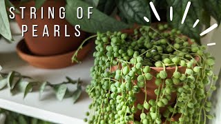 How to keep string of pearls thriving  AND SOME COOL FACTS [upl. by Acino]