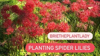 Planting spider lilies [upl. by Lerat]