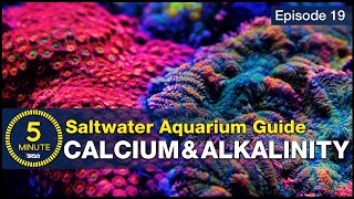 The Cool Part of Reefing Calcium Alkalinity amp Growing Corals in the Aquarium  A Beginner’s Guide [upl. by Ainatit415]