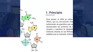 Extracción de ARN [upl. by Lebanna]