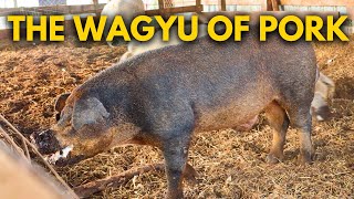 Incredible Pig Breeding Techniques Revealed😜😜 [upl. by Marsh]