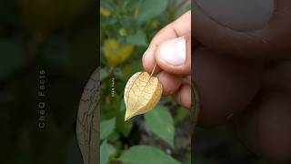 How to Grow Goldenberry Fruit at Home plants fruits farming shorts [upl. by Ceevah]