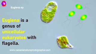 Euglena  Study of Protozoa with characteristics classification and examples [upl. by Aime]