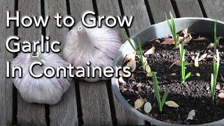 How to Plant Garlic in Containers and Pots [upl. by Tirza]