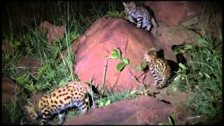 Wildlife WonderBlack Footed Cats [upl. by Oicnevuj594]