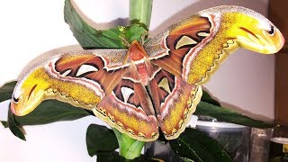 TIMELAPSE  Giant Atlas Moth  Attacus atlas [upl. by Mcmullan]