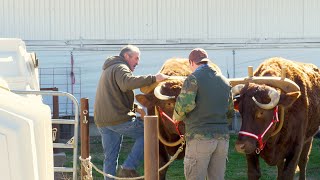 Oxen at Work [upl. by Utica]