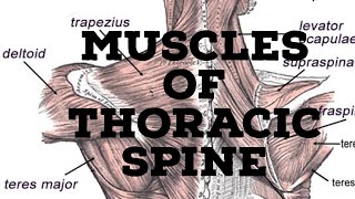 Muscles of thoracic spine [upl. by Artened]