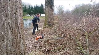 Abattage de peupliers à létang des Huit Près [upl. by Atiner740]