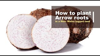 How to grow Arrow roots on a Non  water logged land Part 1  Tell your Stories Kenya [upl. by Arocet]