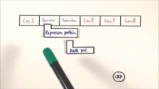 A2 Biology  Lac operon OCR A Chapter 192 [upl. by Anitsrihc]