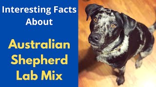 Interesting and Shocking about the Australian Shepherd Labrador Mix Aussiedor [upl. by Serilda]