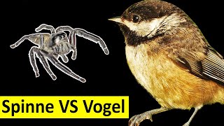 Springspinne attackiert Vogel Wer gewinnt [upl. by Candida]