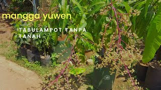 tabulampot mangga yuwen media pupuk [upl. by Arraik387]