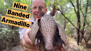 Nine Banded Armadillo Dasypus novemcinctusis 9 Banded Armadillo in Florida [upl. by Ahtera]