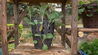 How to make a multi storey garden  Farm Kenya [upl. by Miett50]