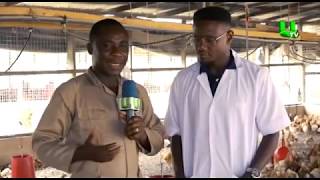 AYEKOO Starting poultry farming business in Ghana [upl. by Novak919]