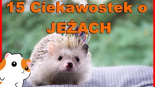 15 Ciekawostek o JEŻACH 🦔Czy jeże jedzą JABŁKA🍎 Jeż pigmejski i Europejski Informacje o hodowli [upl. by Far]