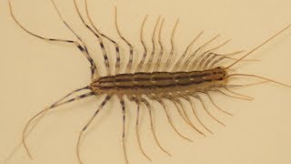 House centipede running away after cleaning legs one by one [upl. by Nehtan229]