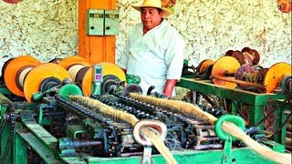 Sisal Fiber Processing  Sotuta De Peon Yucatan [upl. by Llereg]