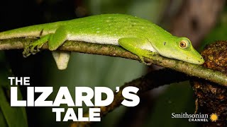 The Lizards Tale 101 Meet the Anoles [upl. by Kiehl]