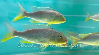 Buccochromis rhoadesii [upl. by Lois59]