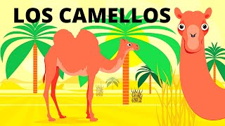 LOS CAMELLOS para niños TODO SOBRE LOS CAMELLOS En español [upl. by Jelsma]