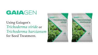 Trichoderma  Seed Treatment [upl. by Haorbed]