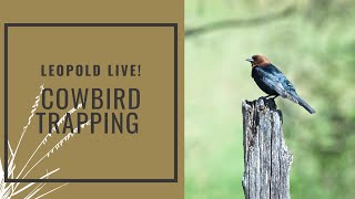 Leopold Live Cowbird Trapping [upl. by Robi337]